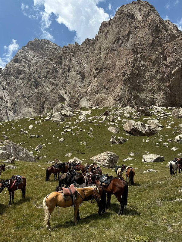 Горная долина с привязанными лошадьми и снаряжением: подготовка к верховой прогулке в альпийском ландшафте у подножия скал.