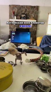 Гостиная: стол с мисками и попугаем на переднем плане, телевизор и мебель на заднем фоне; бытовая сцена в интерьере автора.