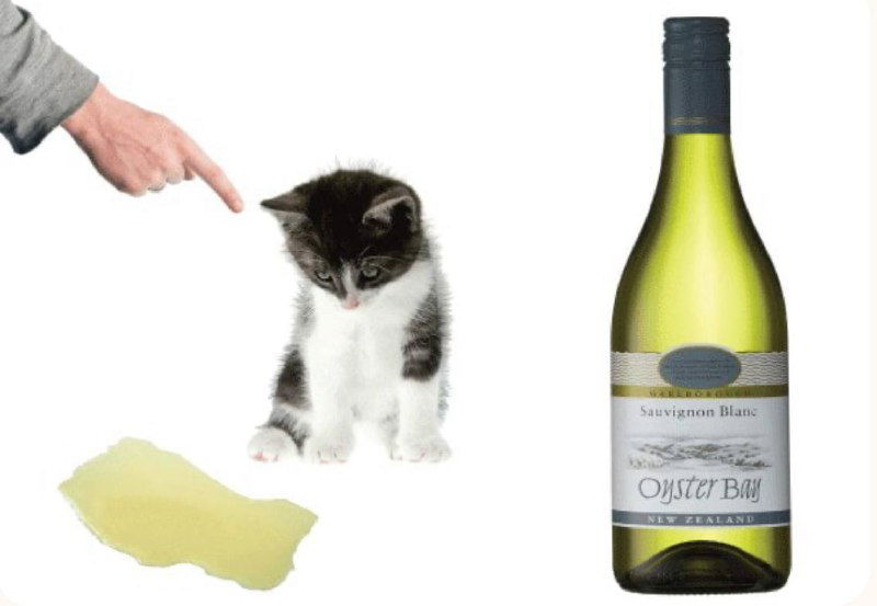 Откуда в совиньоне кошачий лоток?