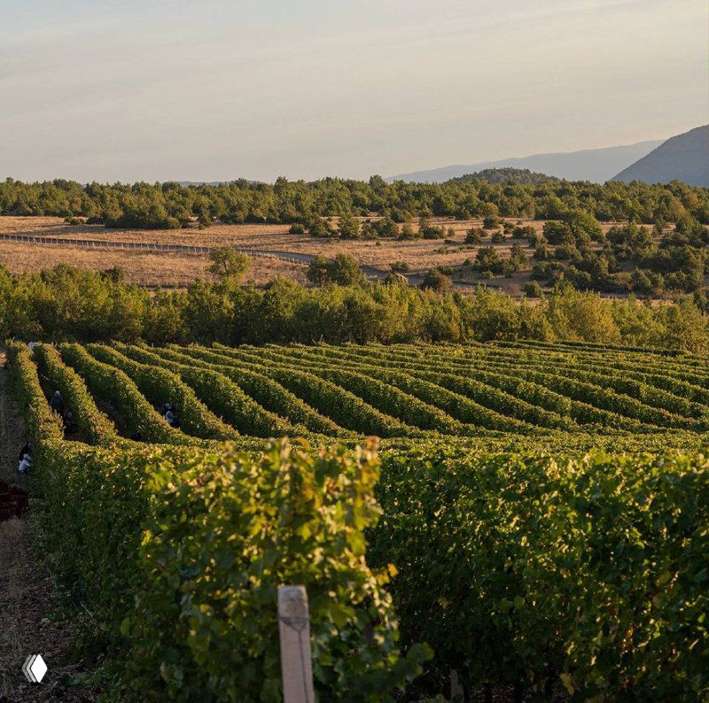 А что вы знаете о винах Греции?