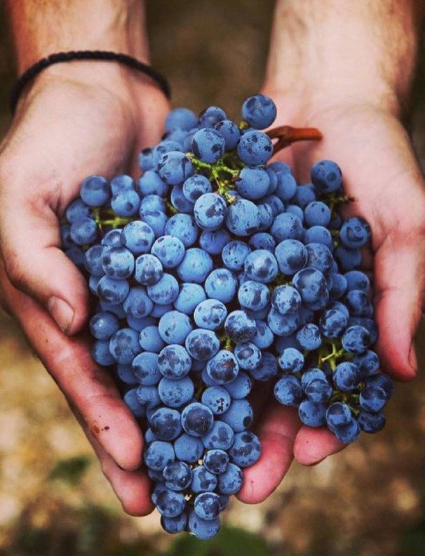 Крупный план тёмно-фиолетовой грозди винограда в руках виноградаря во время сбора урожая — натуралистичный кадр процесса виноделия.