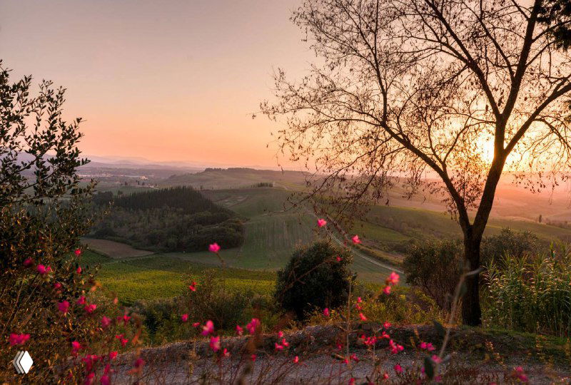 Тосканский пейзаж с холмами и виноградниками Tenuta di Bibbiano на закате, передний план украшен цветами и деревьями.