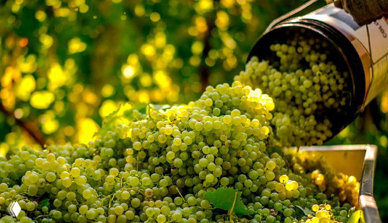 Первые результаты качества урожая 2025 года в России