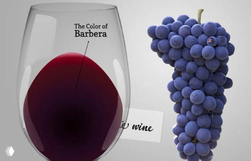 Знакомьтесь — Барбера