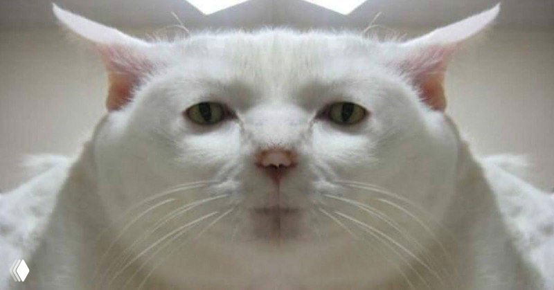 3/365 Грустный становится жирненьким или наоборот?