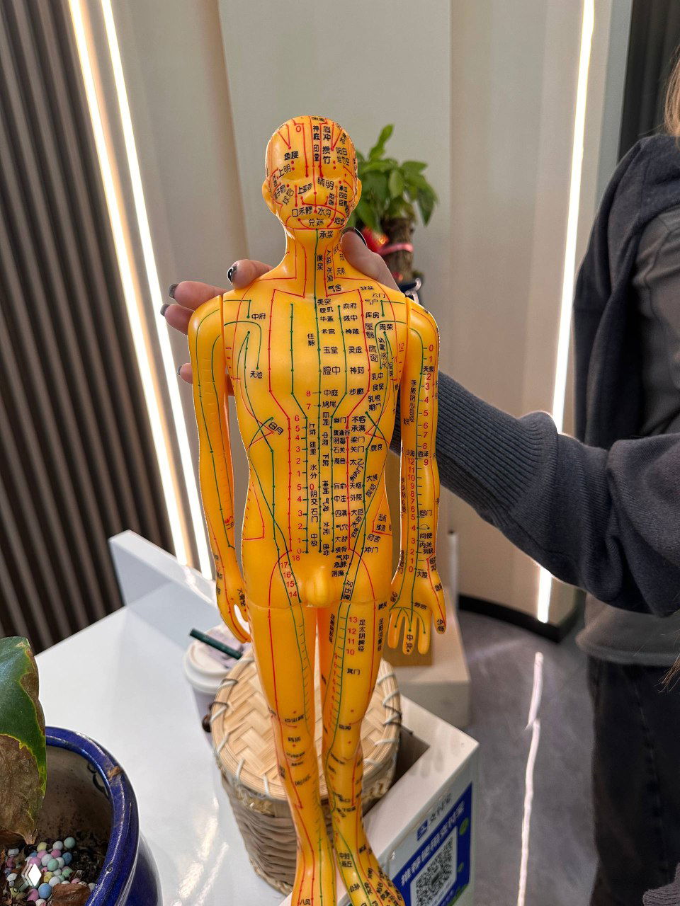 Жёлтая модель человека с отмеченными акупунктурными и меридианными точками — наглядный пособие по китайской медицине, используемое на тренинге.