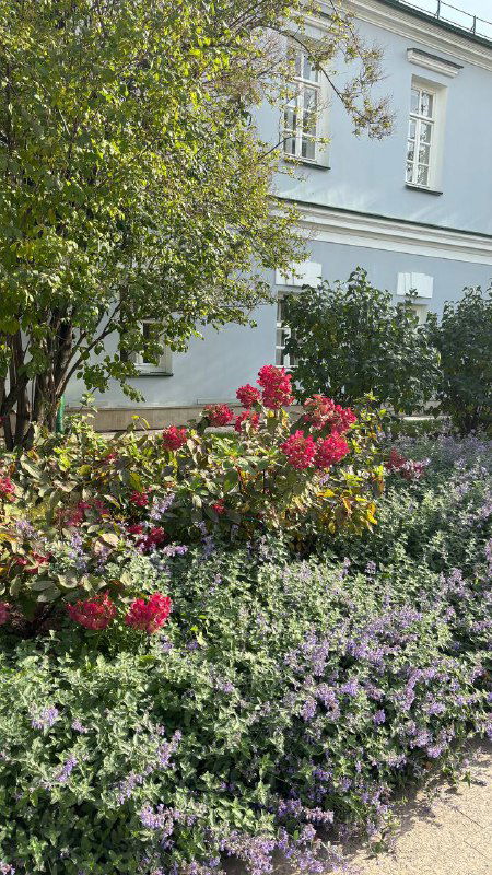 Клумба с розовыми и фиолетовыми цветами, декоративные растения на тротуаре у кафе — зелёная и цветочная зона возле Малой Никитской.