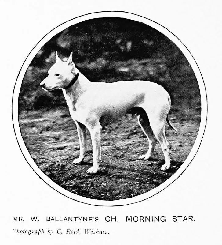 Ch. Morning Star — иллюстрация из 1911 года