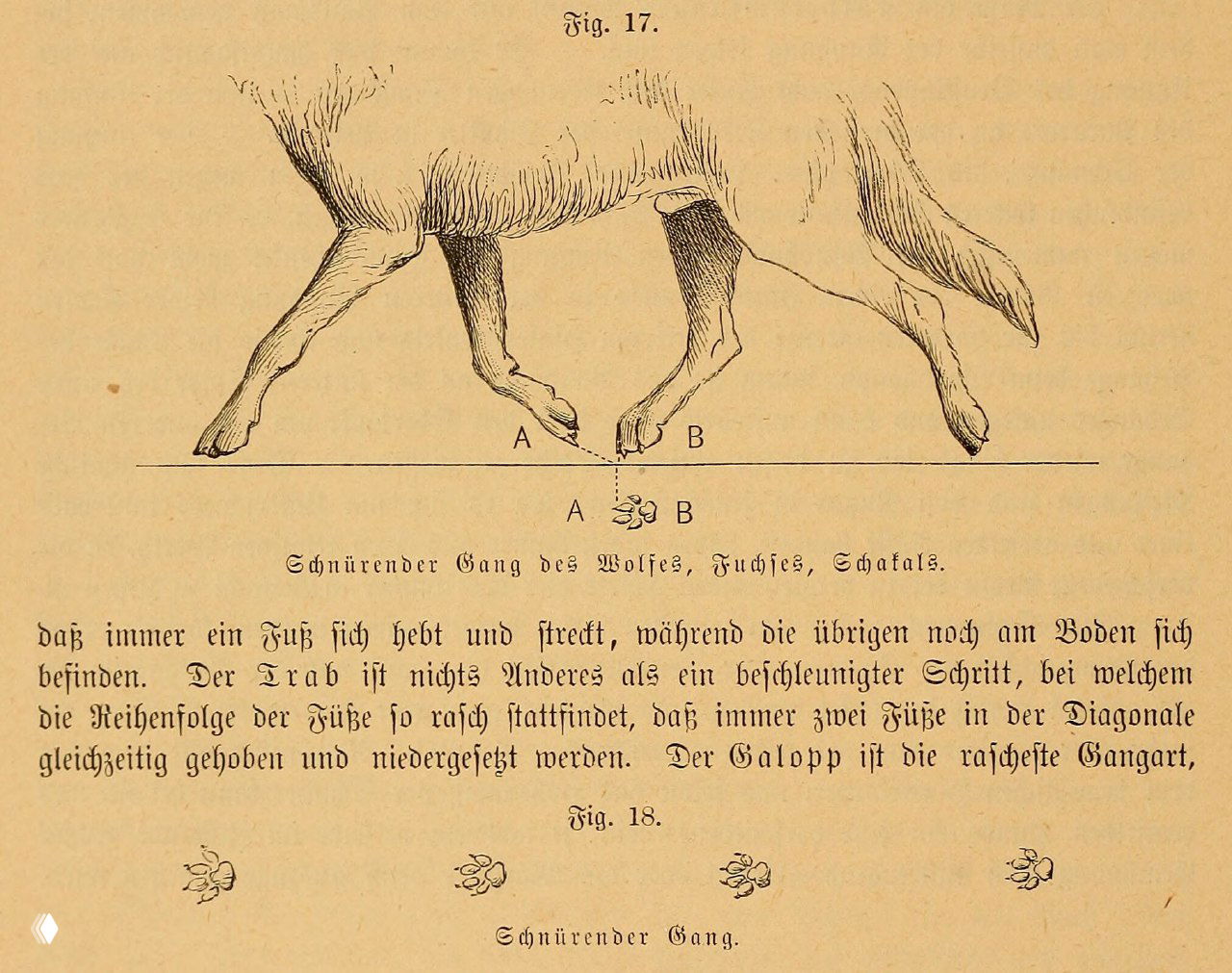 Иллюстрация Ludwig Beckmann, 1894