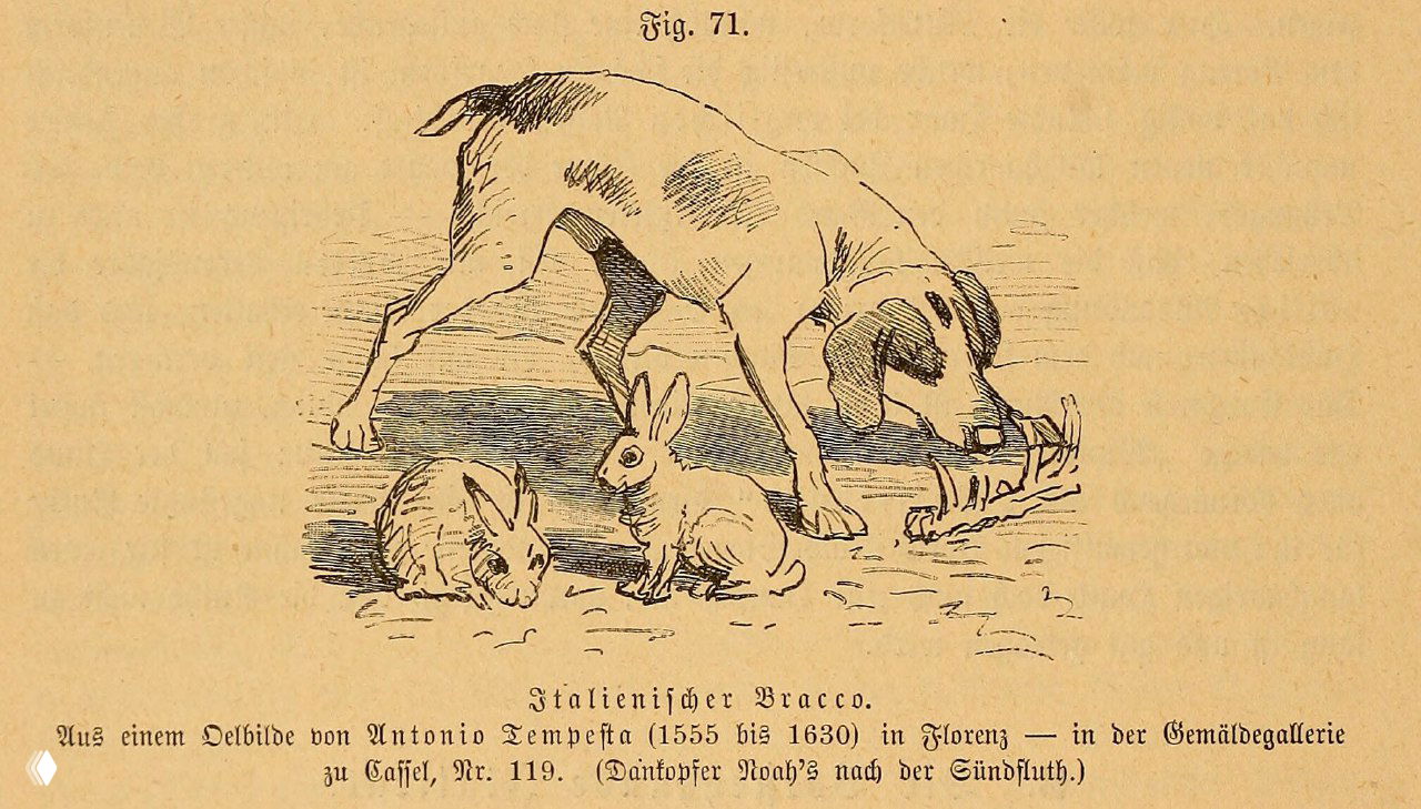 Итальянский бракк. Иллюстрация Antonio Tempesta