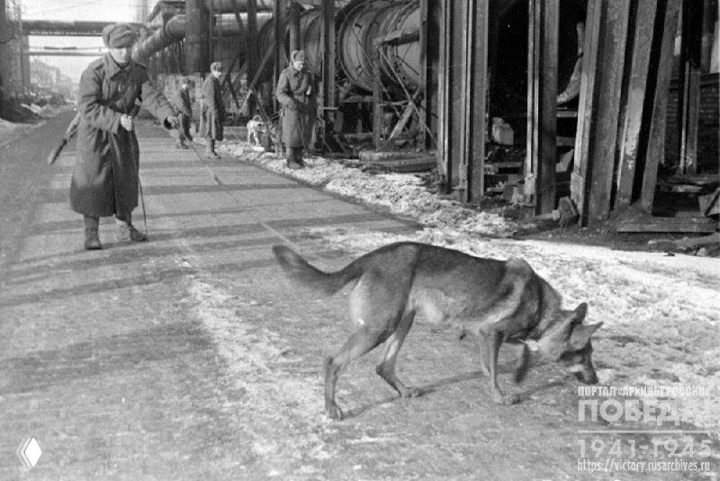 Советские сапёры с собаками у завода «Вейс Манфред», 1945