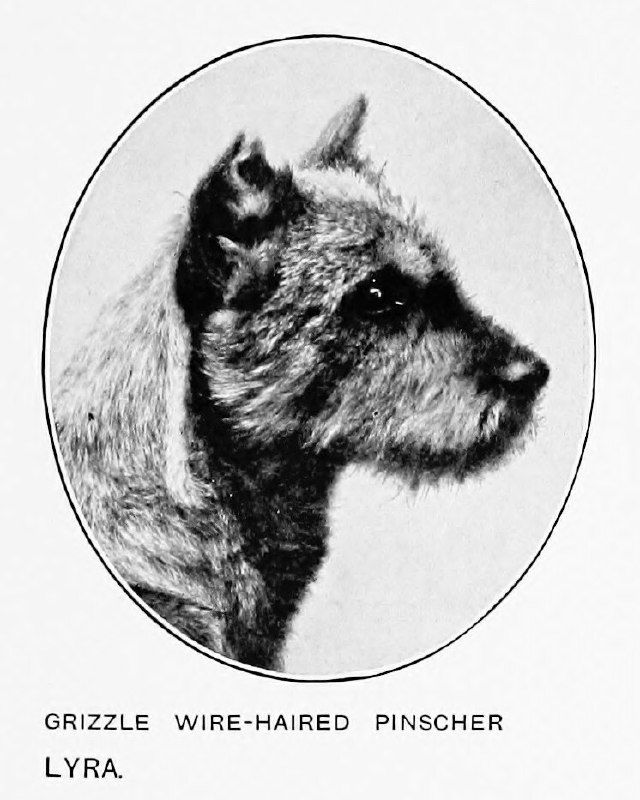 Жесткошерстный пинчер «перец с солью» (иллюстрация, 1911)