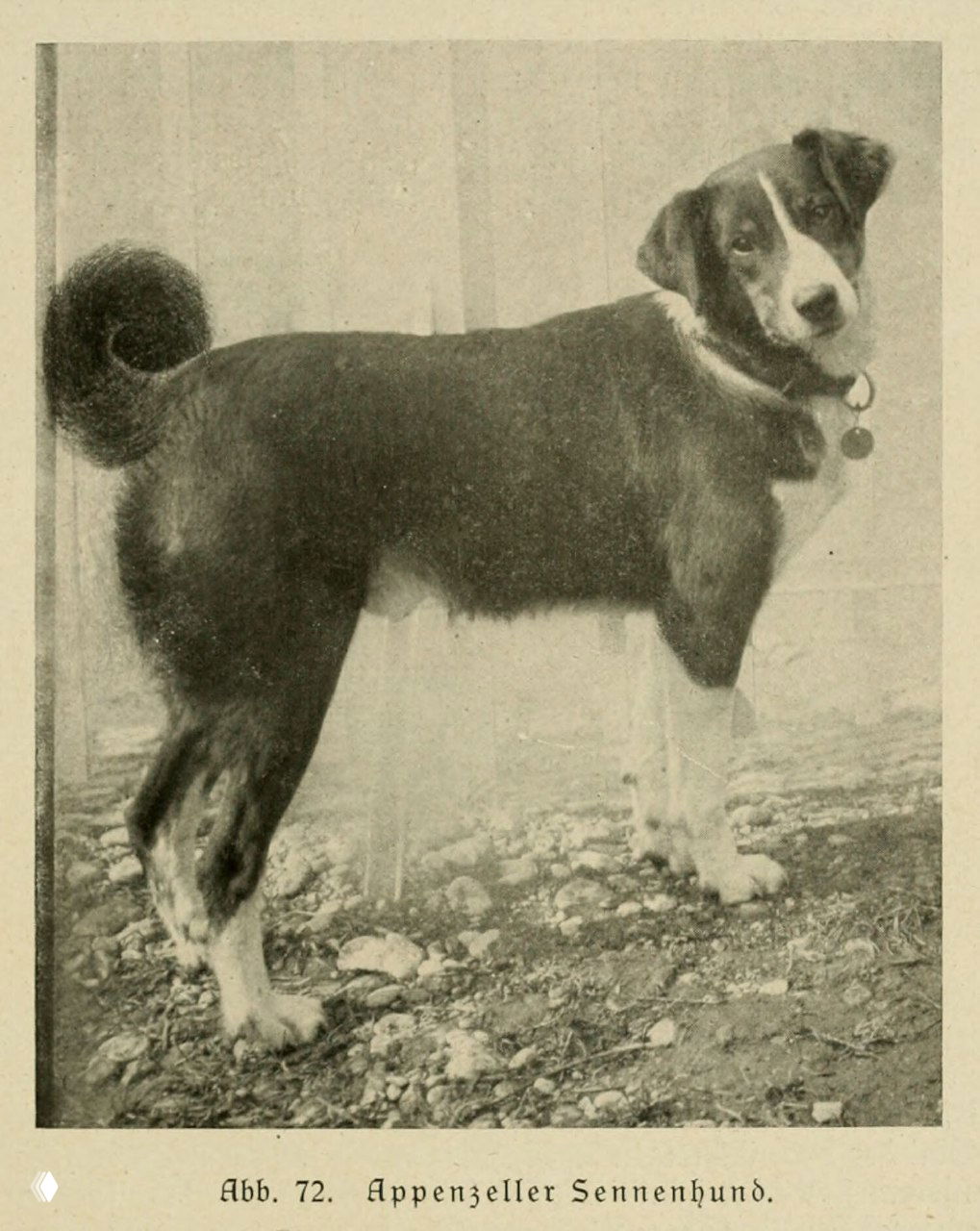 Аппенцеллер-зенненхунд.