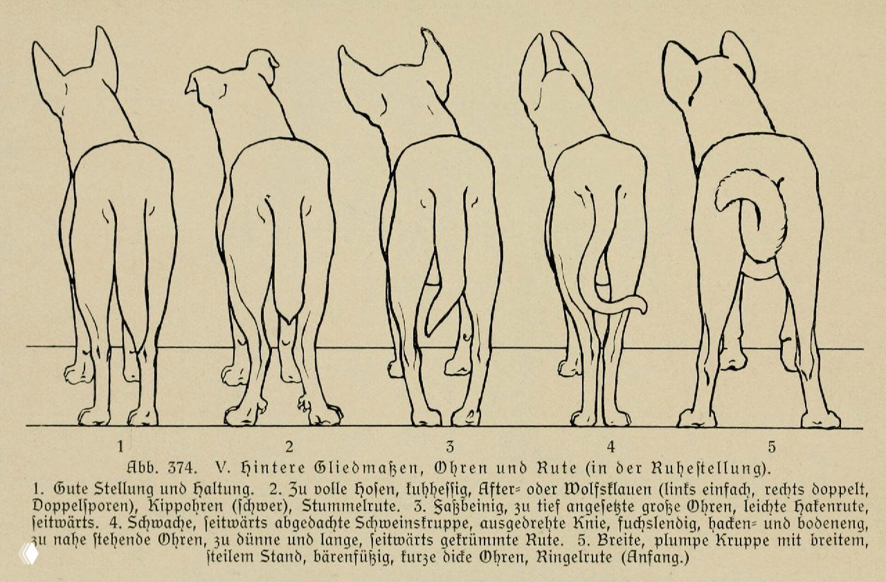 Задние конечности, уши и хвост — иллюстрация 1921