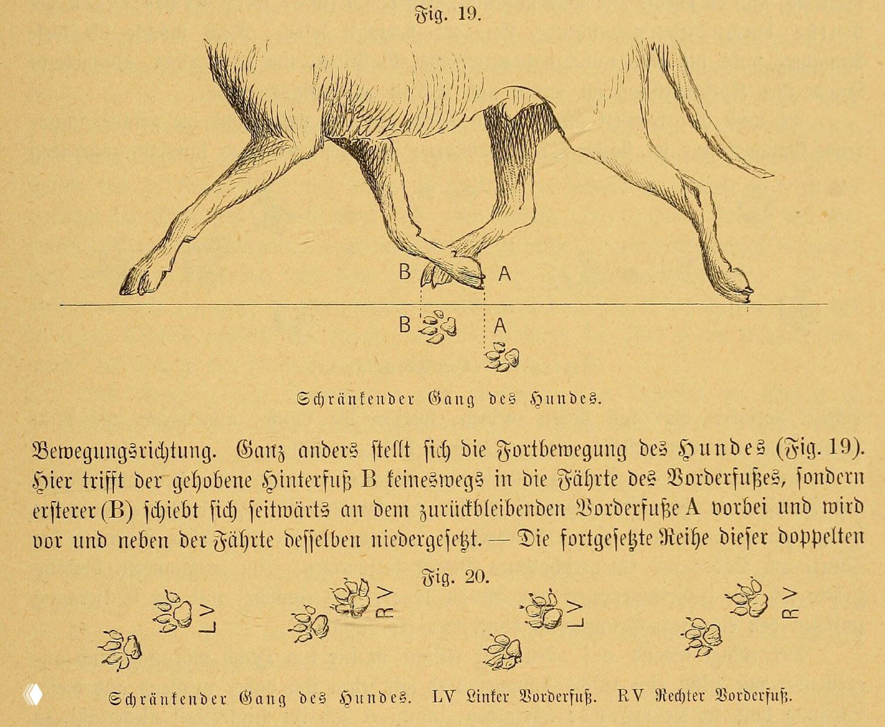 Иллюстрация Ludwig Beckmann (1894)
