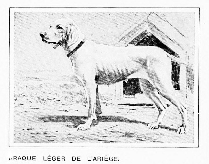 Арьежский бракк