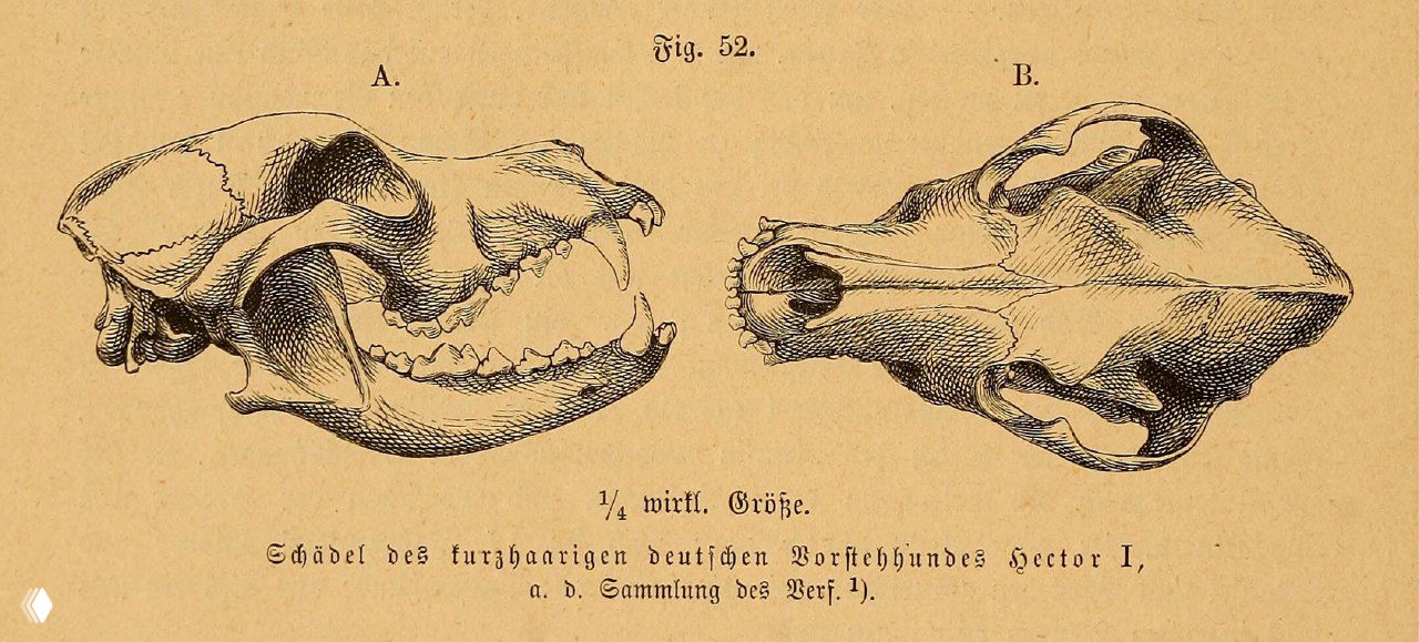 Череп курцхаара Hector I (иллюстрация Beckmann, 1894)
