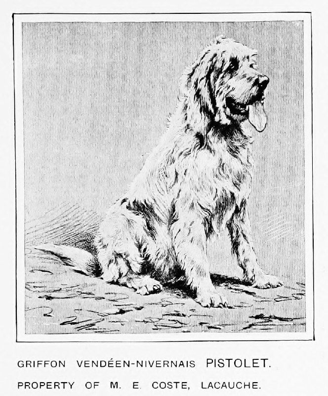 Метис вандейского и нивернейского гриффонов Pistolet