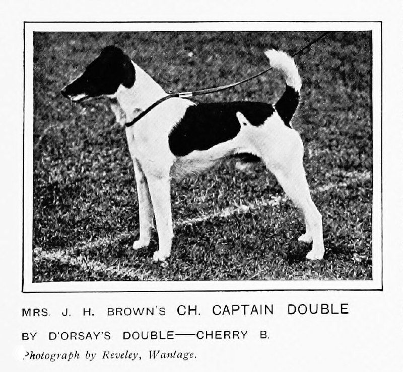 Ch. Captain Double — иллюстрация 1911