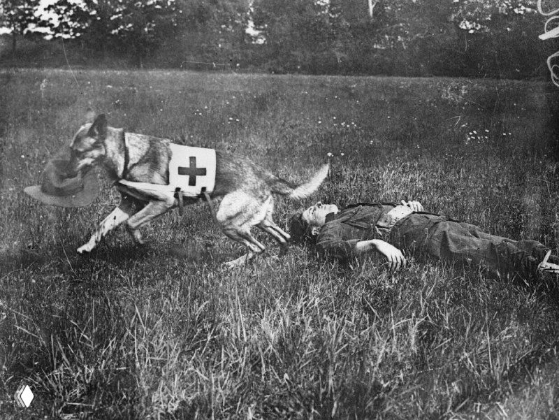 Собака Красного креста находит раненого (1917)