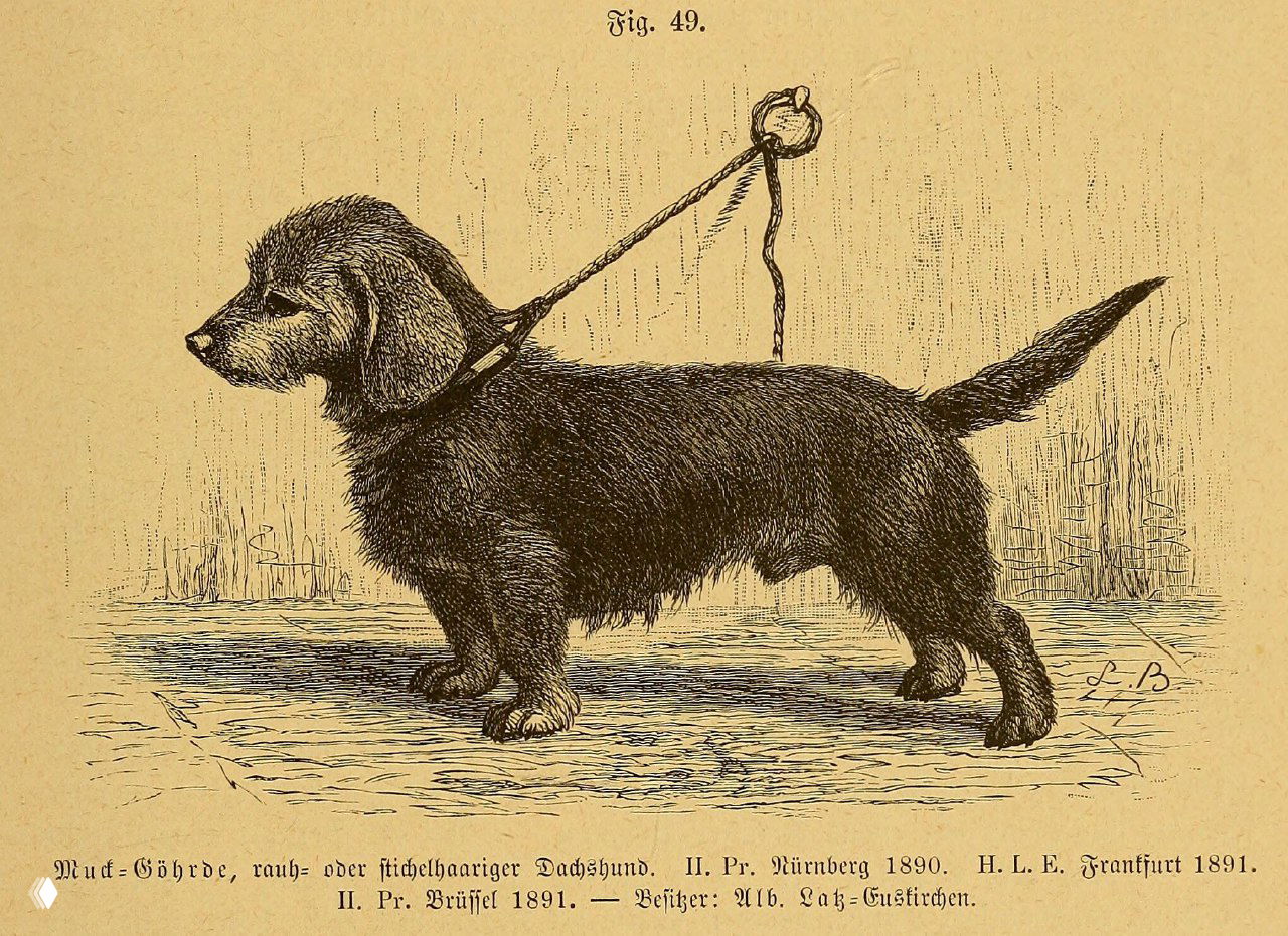 Muck-Göhrde — жестко- или игло-шерстная такса (1894 иллюстрация)