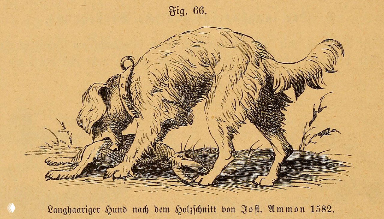 Длинношерстная собака с гравюры Йоста Аммона (1582)