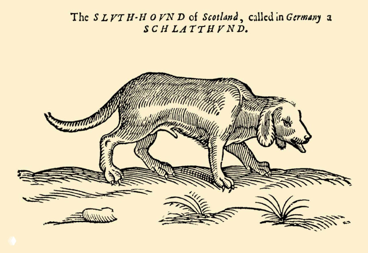 Sluthhound — гравюра Topsell (1658)