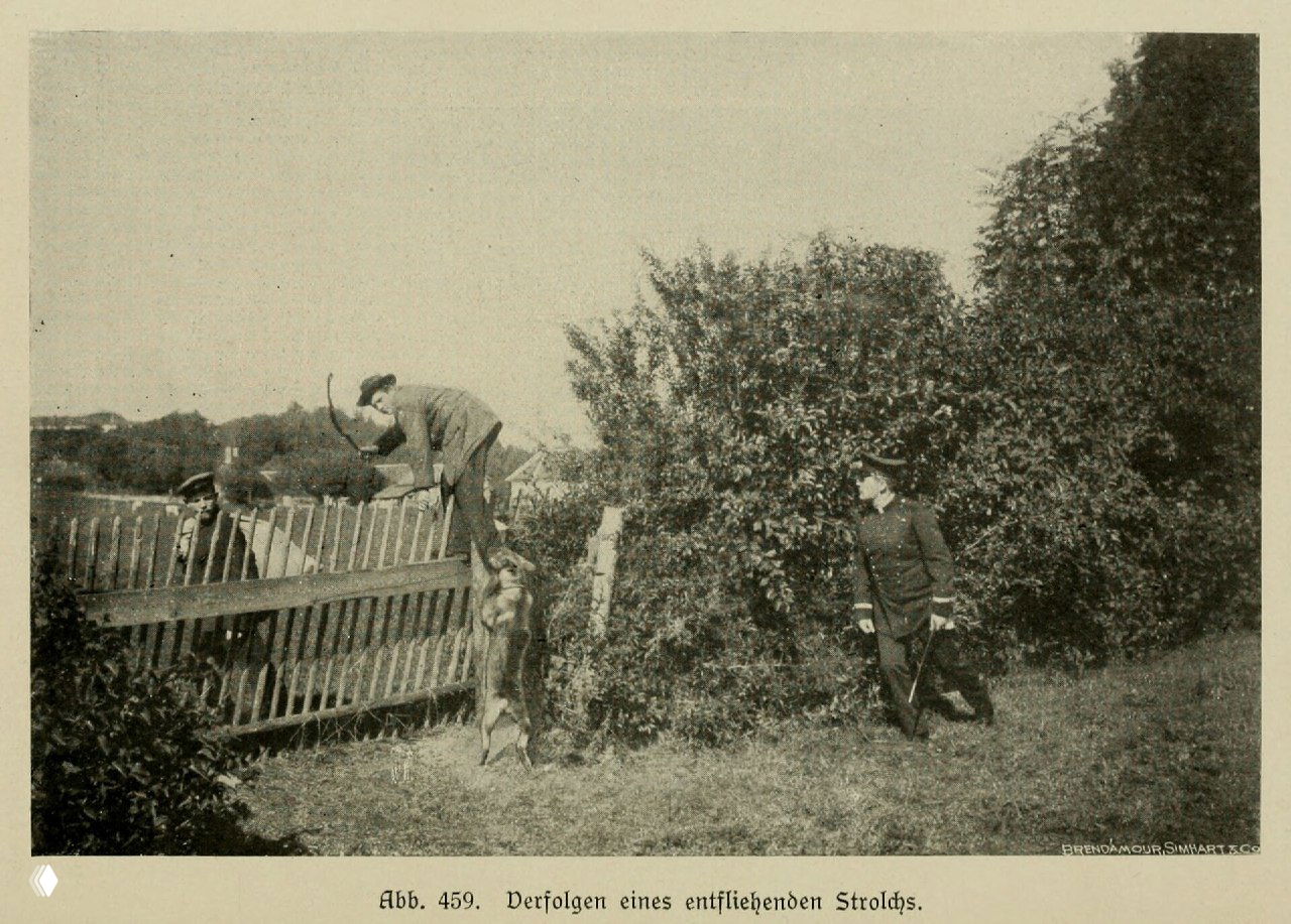 Преследование бродяги — иллюстрация 1921