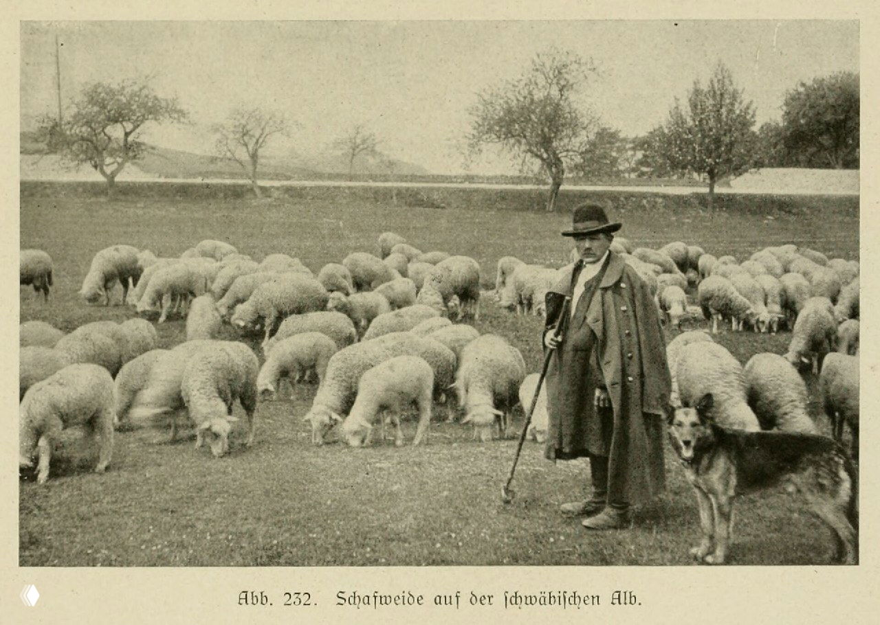 Выпас овец в Швабском Альбе