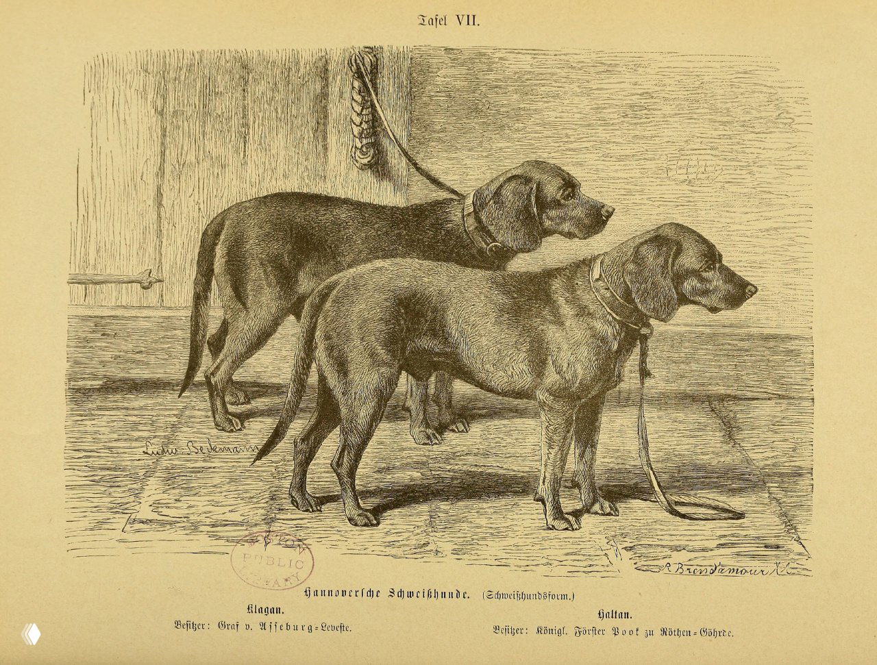 Ганноверские гончие Klagan и Haltan (иллюстрация, 1894)