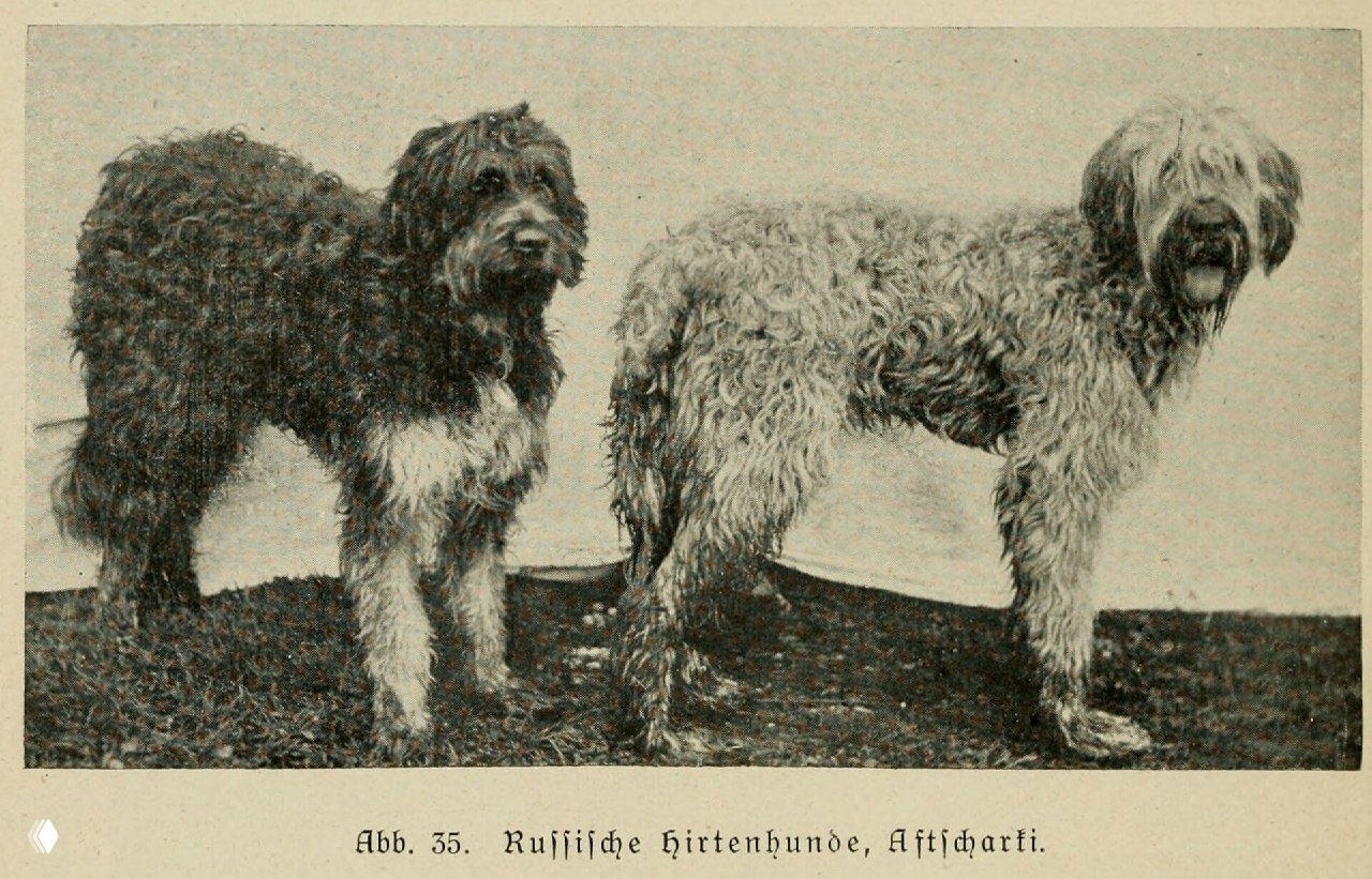 Русские пастушьи собаки — Aftscharki