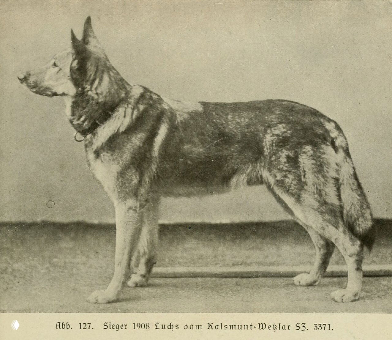 Luchs von Kalsmunt-Wetzlar — чемпион 1908