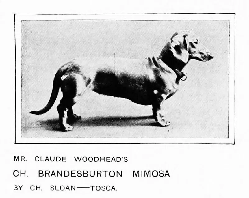 Чемпион Brandesburton Mimosa (1911)