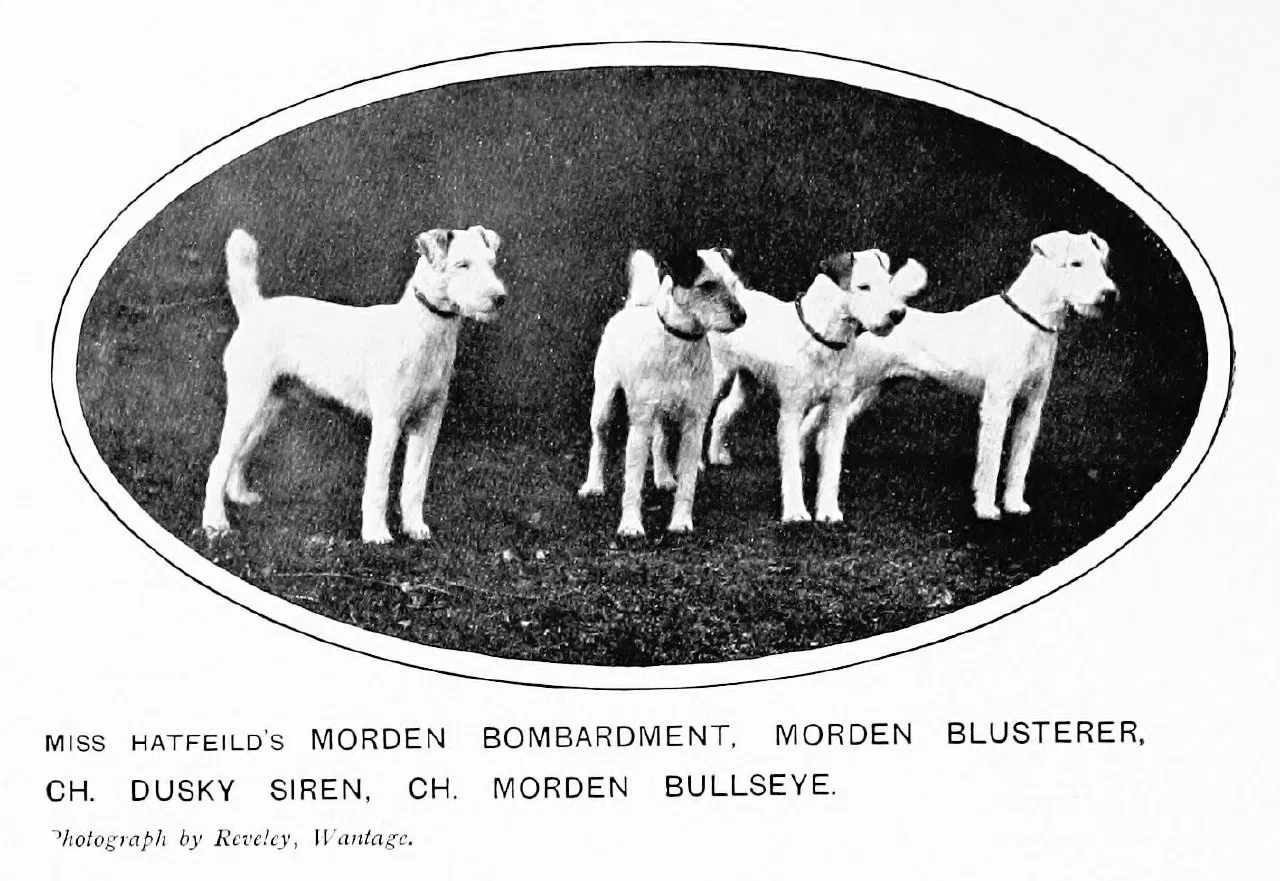 Morden Bombardment, Morden Blusterer, Ch. Dusky Siren