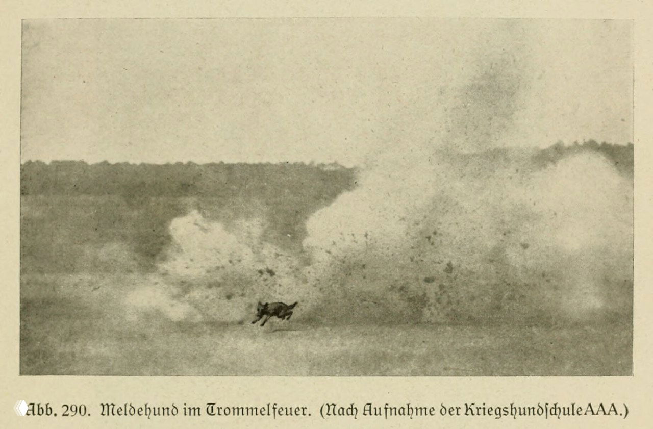 Собака‑посыльный под ураганным огнем (иллюстрация, 1921)