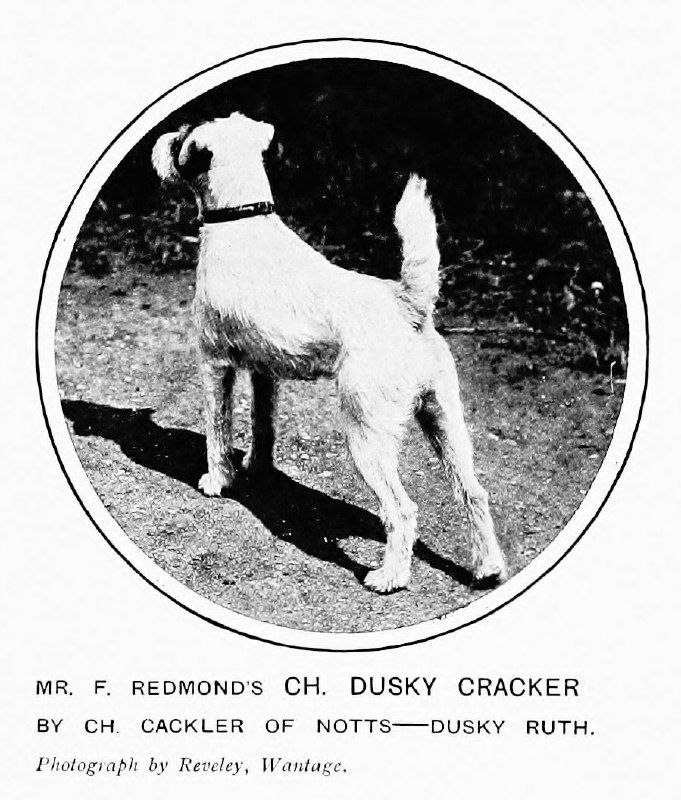 Ch. Dusky Cracker — иллюстрация 1911