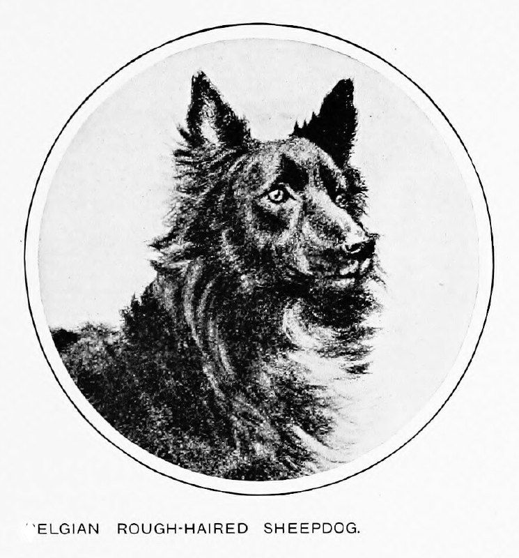 Бельгийская жесткошерстная овчарка (иллюстрация, 1911)