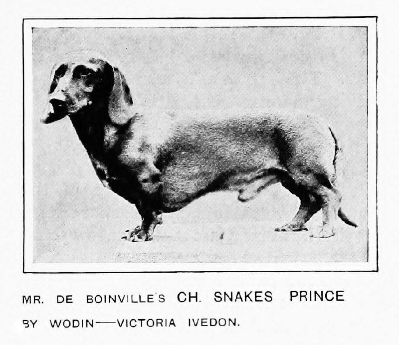 Ch. Snakes Prince (Wodin х Victoria Ivedon)