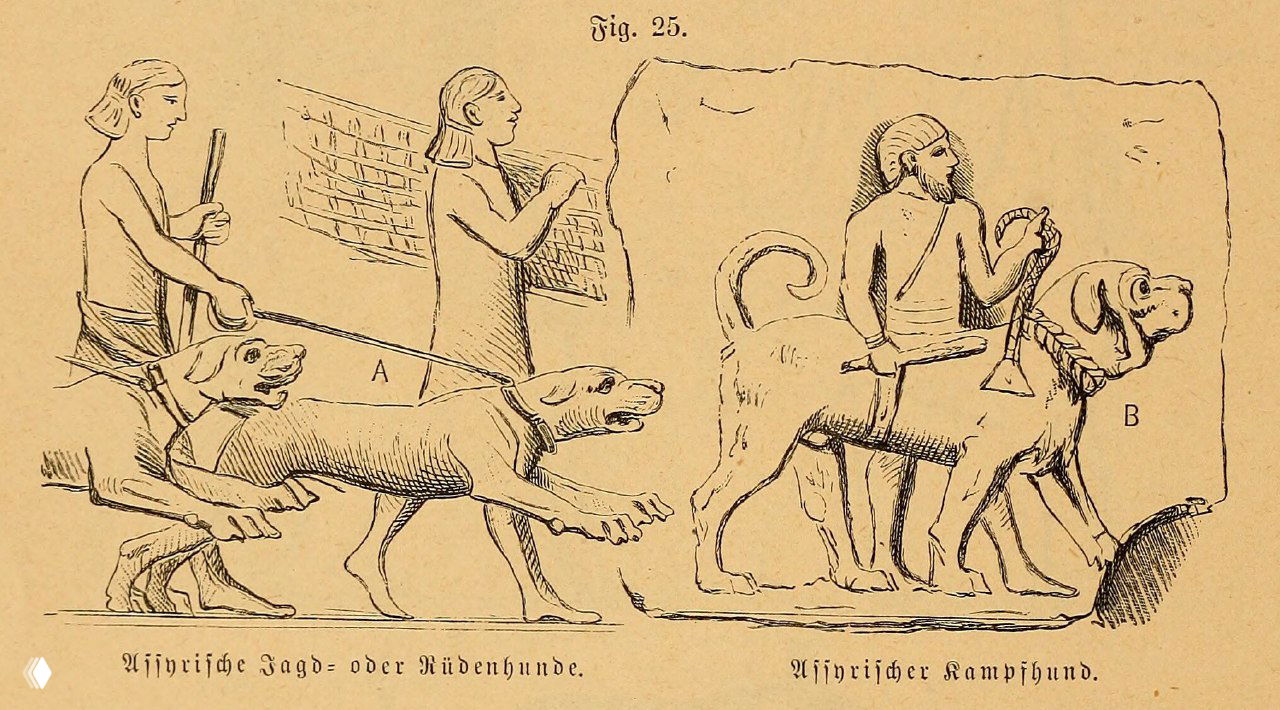 Ассирийские охотничьи и боевые собаки
