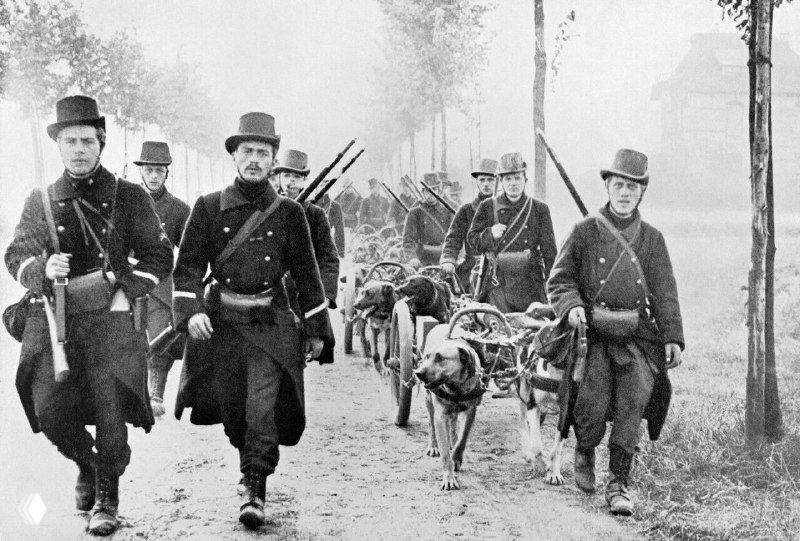 Пулемётчики с собачьей тягой у Антверпена, 1914