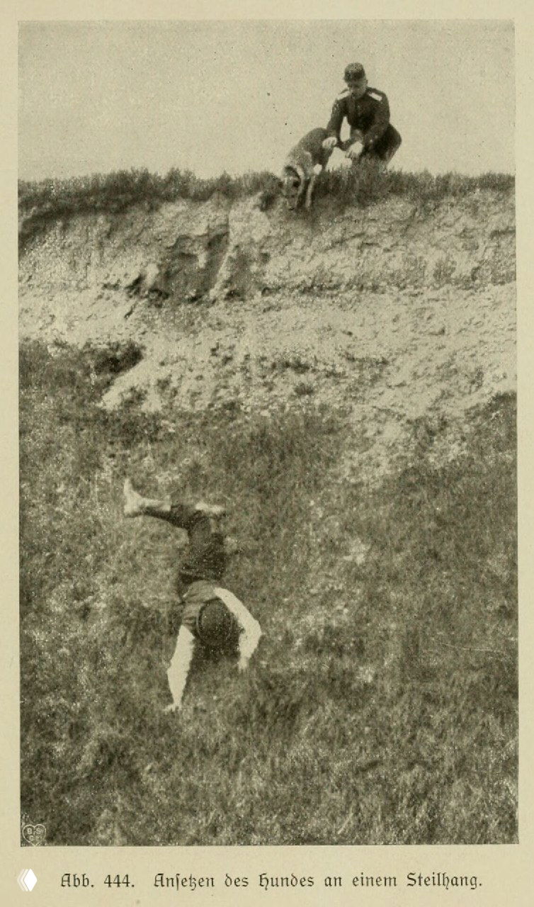 Немецкая овчарка на крутом склоне (иллюстрация, 1921)