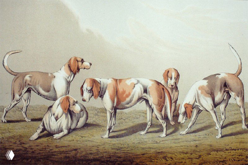 Стая гончих. Henry Thomas Alken (1785-1851)