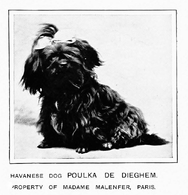 Гаванская собака Poulka De Dieghem — иллюстрация 1911