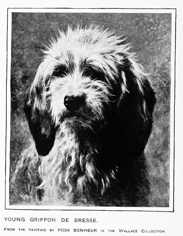 Молодой брессанский гриффон (Rosa Bonheur)