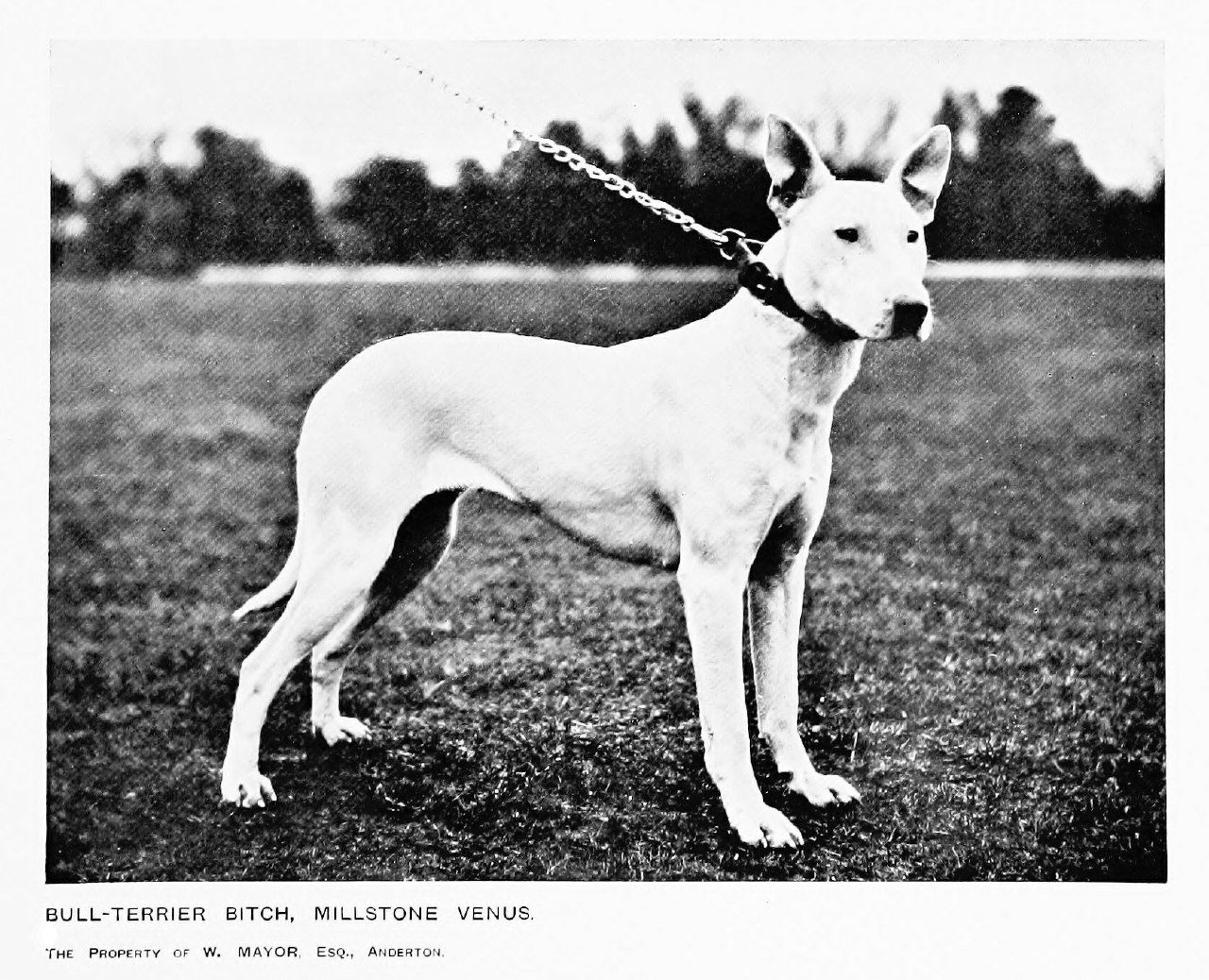 Millstone Venus, сука бультерьера