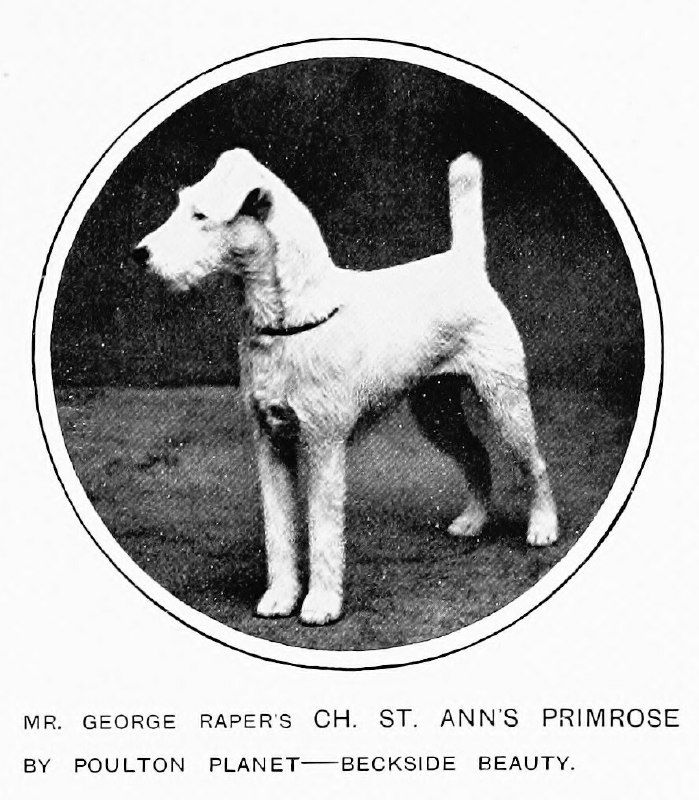 Ch. St. Ann's Primrose (Poulton Planet x Beckside Beauty)