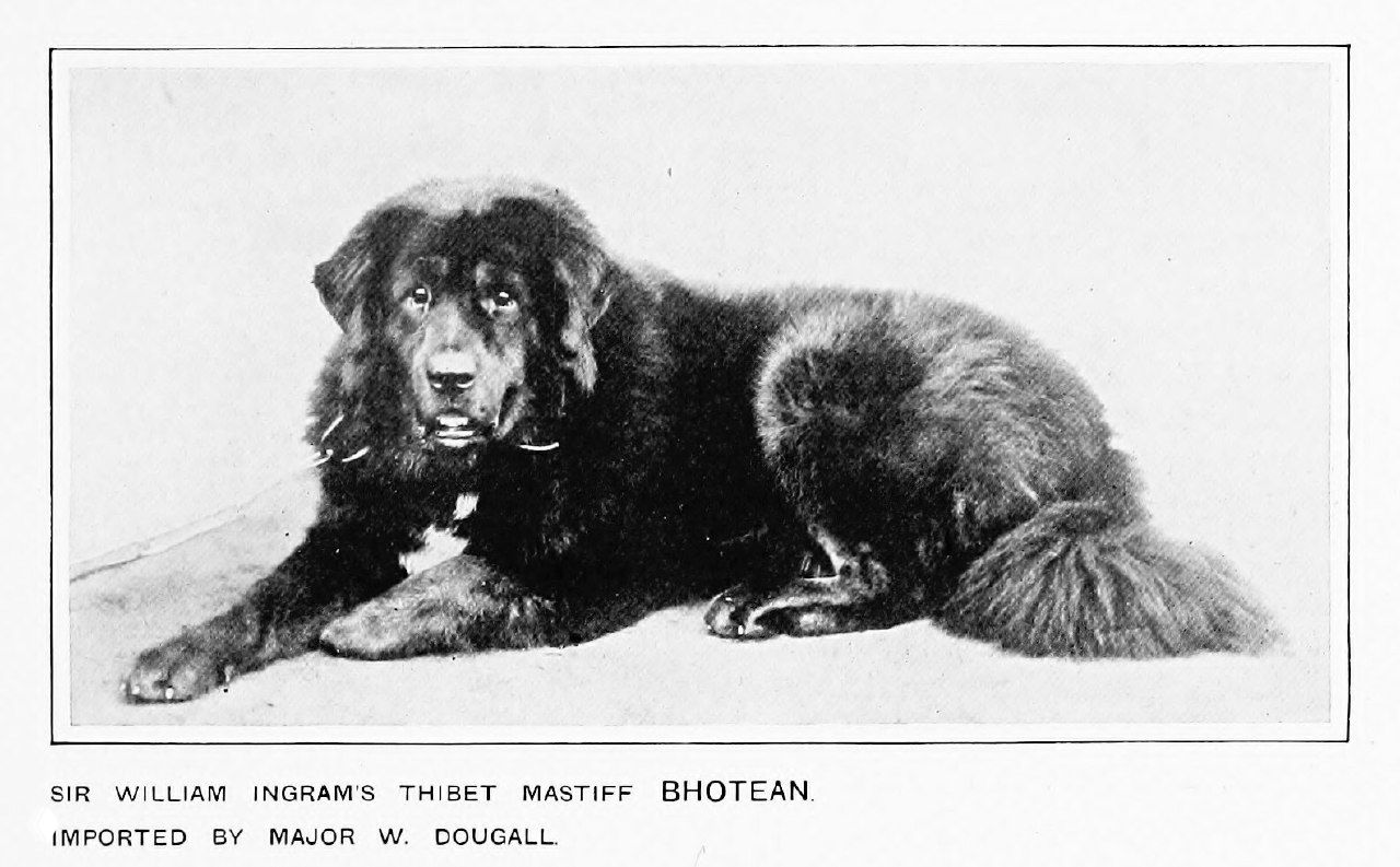 Тибетский мастиф Bhotean (иллюстрация, 1911)