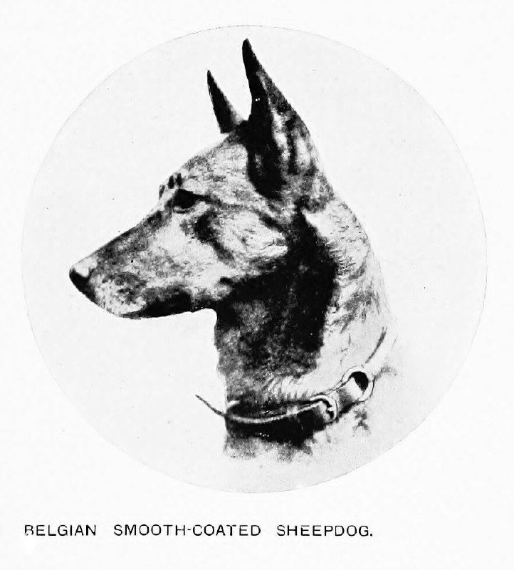 Бельгийская гладкошерстная овчарка — иллюстрация, 1911