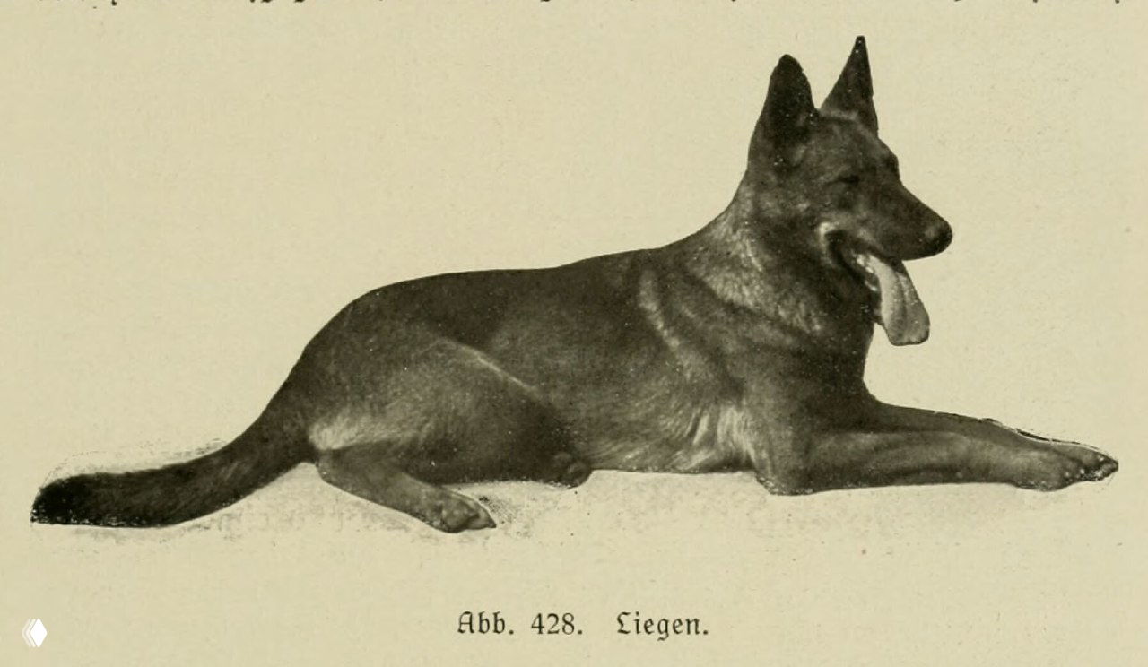 Команда «Лежать». Иллюстрация 1921