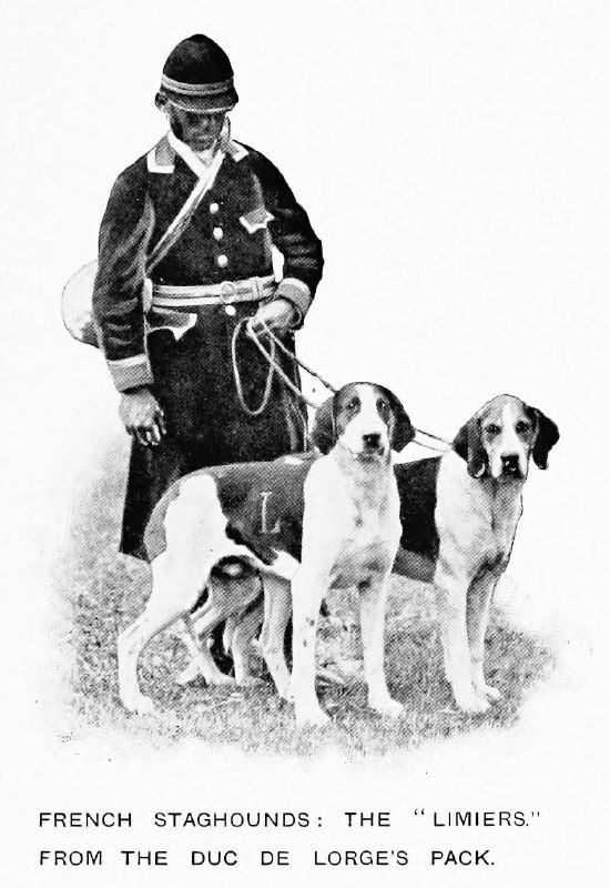Французские стагхаунды из псарни герцога De Lorge